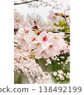 Pink petals, Somei Yoshino cherry blossoms 138492199