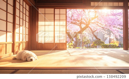Cat lying down in a Japanese-style room Cat lying down in a Japanese-style room 138492209