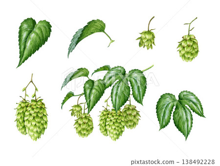 Hop plant element set with leaves and cones isolated on white. Hand drawn botanical watercolor illustration with detailed textures, ideal for beer, brewing, herbal, packaging and botanical design Hop plant element set with leaves and cones isolated on white. Hand drawn botanical watercolor illustration with detailed textures, ideal for beer, brewing, herbal, packaging and botanical design 138492228