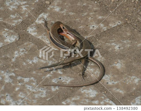 Lizard Battle Lizard Battle 138492380