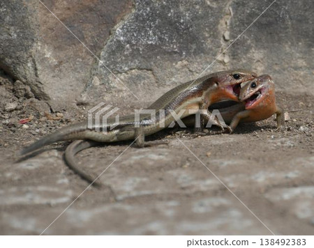 Japanese lizard fight Japanese lizard fight 138492383