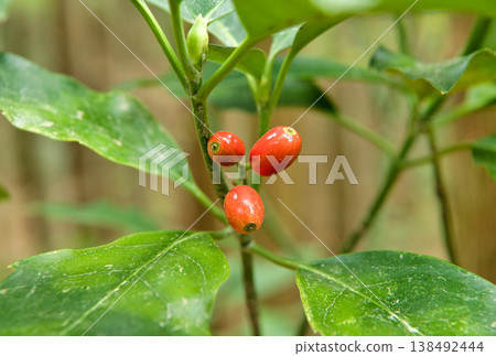 Red berries of Aoki Red berries of Aoki 138492444