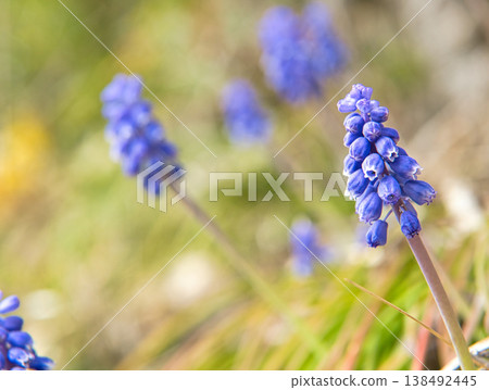 Muscari flowers Muscari flowers 138492445