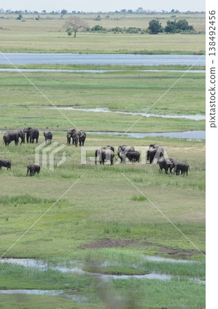 A herd of elephants gathered in the Chobe River wetlands (vertical orientation) A herd of elephants gathered in the Chobe River wetlands (vertical orientation) 138492456