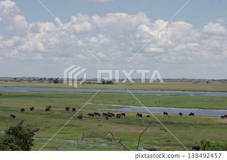 A herd of elephants gathered in the Chobe River wetlands (horizontal orientation) A herd of elephants gathered in the Chobe River wetlands (horizontal orientation) 138492457