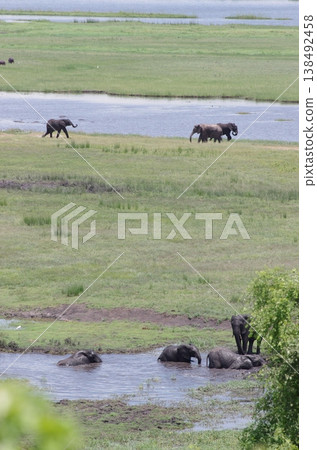 A herd of elephants gathered in the Chobe River wetlands (vertical orientation) A herd of elephants gathered in the Chobe River wetlands (vertical orientation) 138492458