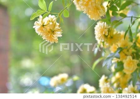 Yellow mockybara Yellow mockybara 138492514