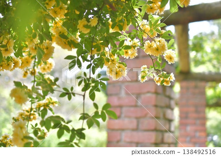 Brick buildings and yellow Banksia roses Brick buildings and yellow Banksia roses 138492516