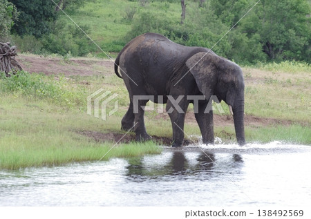 Elephants playing in a river, part 2, Chobe National Park, Botswana Elephants playing in a river, part 2, Chobe National Park, Botswana 138492569