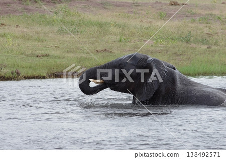 Elephants playing in a river, part 4, Chobe National Park, Botswana Elephants playing in a river, part 4, Chobe National Park, Botswana 138492571