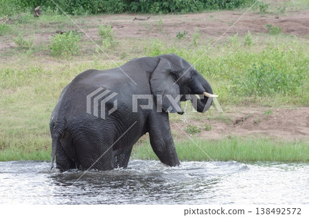 Elephants playing in a river, 5, Chobe National Park, Botswana Elephants playing in a river, 5, Chobe National Park, Botswana 138492572