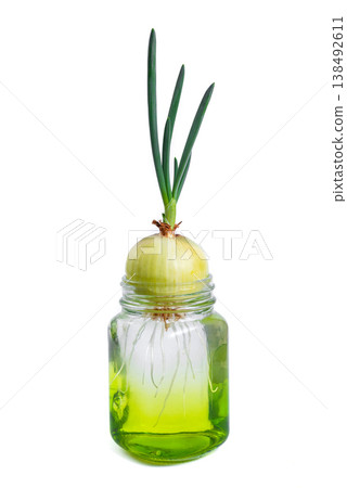 Sprouting Onion in Glass Jar with Water Sprouting Onion in Glass Jar with Water 138492611