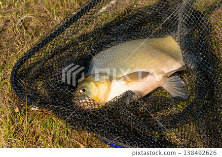 Big Common Bream Fish on Grass in Net Big Common Bream Fish on Grass in Net 138492626