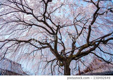 Bamboo cherry blossoms at Honmonji Bamboo cherry blossoms at Honmonji 138492649