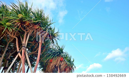 Pandanus trees and summer sky, standing out against the blue Okinawan sky. 138492669