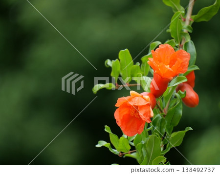 Red pomegranate flower Red pomegranate flower 138492737