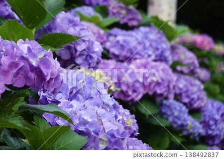 Hydrangeas blooming at Nihondaira 138492837