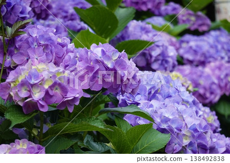 Beautiful purple hydrangea Beautiful purple hydrangea 138492838