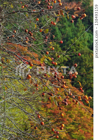 Fall of Yamazato Fall of Yamazato 138493159