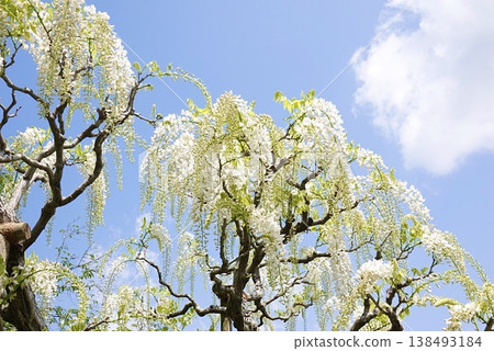 美麗的白色紫藤 138493184