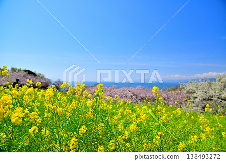 從東山公園山頂眺望相模灣和小田原市，櫻花和油菜花盛開，景色優美。 138493272