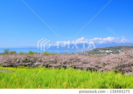 Sagami Bay and Odawara city as seen from the hilltop of Azumayama Park, where cherry blossoms and rapeseed flowers are beautiful. Sagami Bay and Odawara city as seen from the hilltop of Azumayama Park, where cherry blossoms and rapeseed flowers are beautiful. 138493275