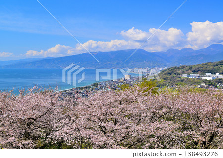 Sagami Bay and Odawara city as seen from the hilltop of Azumayama Park, where cherry blossoms and rapeseed flowers are beautiful. Sagami Bay and Odawara city as seen from the hilltop of Azumayama Park, where cherry blossoms and rapeseed flowers are beautiful. 138493276