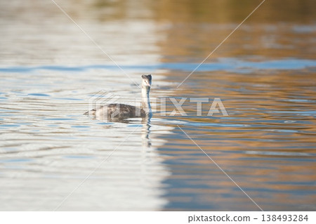 鳳頭䴙䴘在水面上，半秋色 138493284