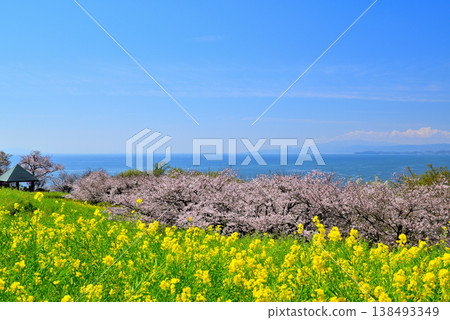 Sagami Bay and Odawara city as seen from the hilltop of Azumayama Park, where cherry blossoms and rapeseed flowers are beautiful. Sagami Bay and Odawara city as seen from the hilltop of Azumayama Park, where cherry blossoms and rapeseed flowers are beautiful. 138493349