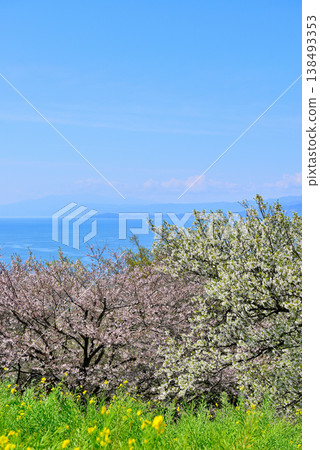 從東山公園山頂眺望相模灣和小田原市，櫻花和油菜花盛開，景色優美。 138493353
