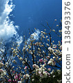 梅花，藍天，抬頭仰望，箱根，春天。 138493376