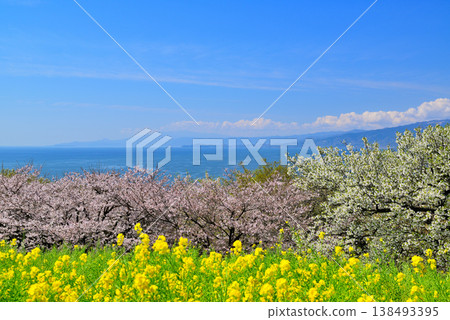 Sagami Bay and Odawara city as seen from the hilltop of Azumayama Park, where cherry blossoms and rapeseed flowers are beautiful. Sagami Bay and Odawara city as seen from the hilltop of Azumayama Park, where cherry blossoms and rapeseed flowers are beautiful. 138493395
