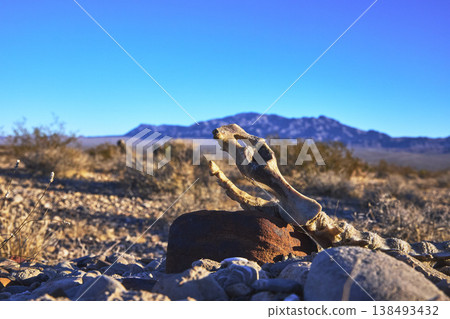 Mule Deer Skeleton in Nevada Desert with Red Rock Canyon Mountain Landscape Mule Deer Skeleton in Nevada Desert with Red Rock Canyon Mountain Landscape 138493432