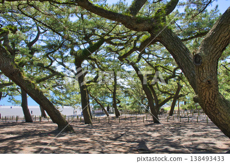 【靜岡縣】三保松原的松林 【靜岡縣】三保松原的松林 138493433