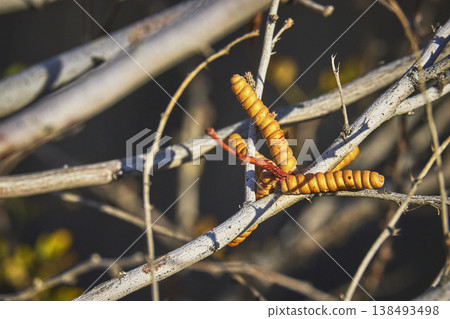 Orange Caterpillar Plant on Branches in Sunlight Close Up Springs Preserve Las Vegas Orange Caterpillar Plant on Branches in Sunlight Close Up Springs Preserve Las Vegas 138493498