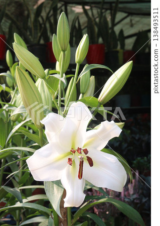 Lilium longiflorum, commonly known as the Easter lily flower plant Lilium longiflorum, commonly known as the Easter lily flower plant 138493511