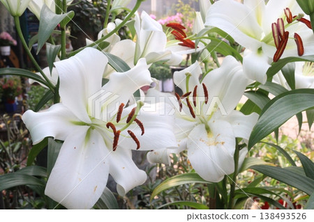 Lilium longiflorum, commonly known as the Easter lily flower plant Lilium longiflorum, commonly known as the Easter lily flower plant 138493526