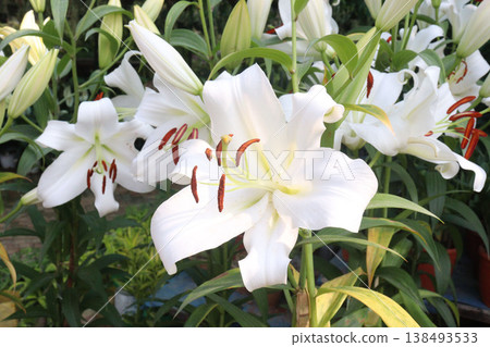 Lilium longiflorum, commonly known as the Easter lily flower plant Lilium longiflorum, commonly known as the Easter lily flower plant 138493533