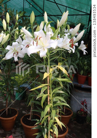 Lilium longiflorum, commonly known as the Easter lily flower plant 138493534