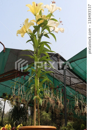 Lilium longiflorum, commonly known as the Easter lily flower plant 138493537