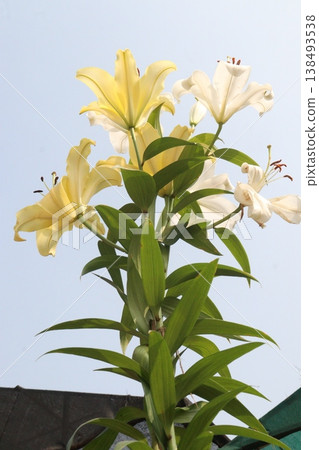 Lilium longiflorum, commonly known as the Easter lily flower plant Lilium longiflorum, commonly known as the Easter lily flower plant 138493538