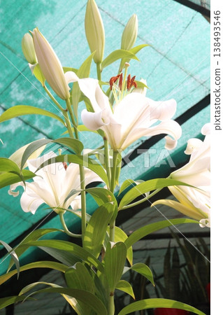 Lilium longiflorum, commonly known as the Easter lily flower plant Lilium longiflorum, commonly known as the Easter lily flower plant 138493546