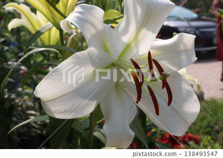 Lilium longiflorum, commonly known as the Easter lily flower plant Lilium longiflorum, commonly known as the Easter lily flower plant 138493547