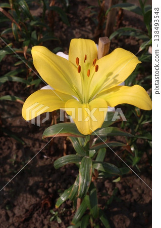 Lilium longiflorum, commonly known as the Easter lily flower plant Lilium longiflorum, commonly known as the Easter lily flower plant 138493548