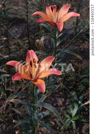 Lilium longiflorum, commonly known as the Easter lily flower plant Lilium longiflorum, commonly known as the Easter lily flower plant 138493557