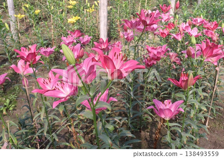 Lilium longiflorum, commonly known as the Easter lily flower plant Lilium longiflorum, commonly known as the Easter lily flower plant 138493559