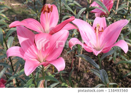 Lilium longiflorum, commonly known as the Easter lily flower plant Lilium longiflorum, commonly known as the Easter lily flower plant 138493560