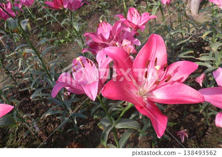 Lilium longiflorum, commonly known as the Easter lily flower plant Lilium longiflorum, commonly known as the Easter lily flower plant 138493562