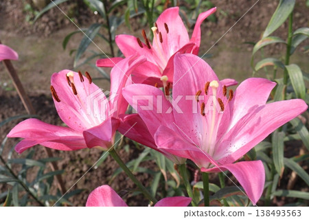 Lilium longiflorum, commonly known as the Easter lily flower plant Lilium longiflorum, commonly known as the Easter lily flower plant 138493563