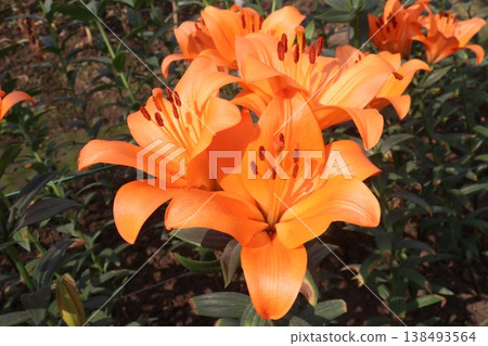 Lilium longiflorum, commonly known as the Easter lily flower plant Lilium longiflorum, commonly known as the Easter lily flower plant 138493564